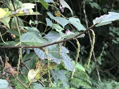 Stachyurus himalaicus