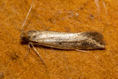 Tinea pallescentella