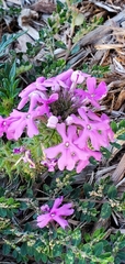 Glandularia canadensis