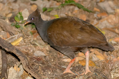 Megapodius reinwardt