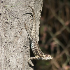 Sceloporus spinosus