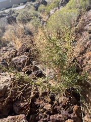 Scrophularia desertorum