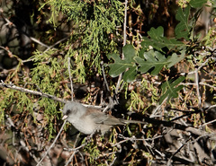 Junco hyemalis caniceps