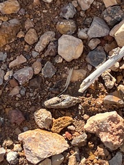Sceloporus occidentalis