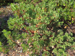 Arctostaphylos canescens