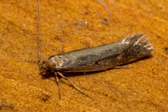 Tinea pallescentella