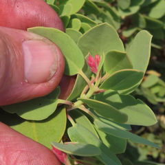 Arctostaphylos canescens