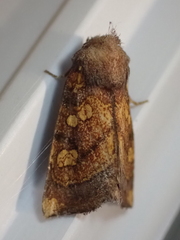 Papaipema impecuniosa