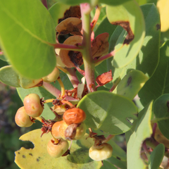 Arctostaphylos canescens