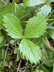 Fragaria virginiana