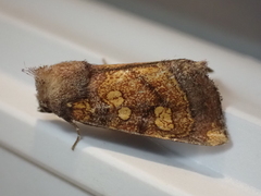 Papaipema impecuniosa