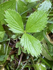 Fragaria virginiana