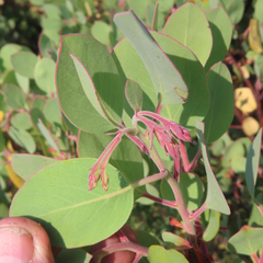 Arctostaphylos canescens
