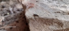 Olla v-nigrum