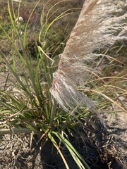 Cortaderia