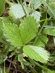 Fragaria virginiana
