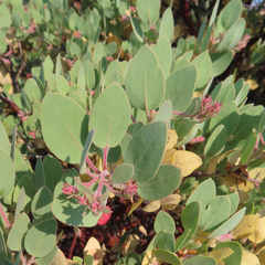 Arctostaphylos canescens