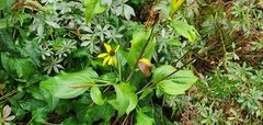 Rudbeckia californica
