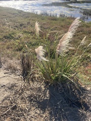 Cortaderia