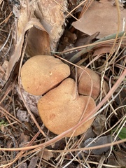 Phylloporus leucomycelinus
