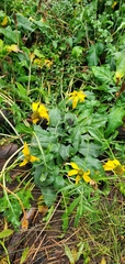 Rudbeckia californica