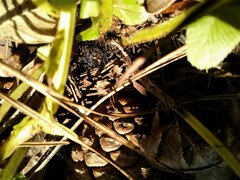 Neoblechnum brasiliense