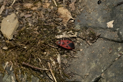 Pyrrhopeplus carduelis