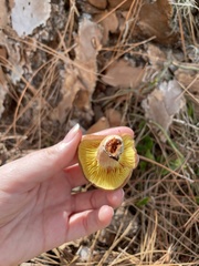 Phylloporus leucomycelinus