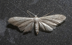Glaucina