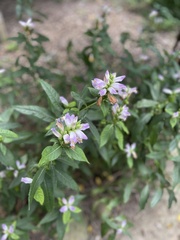 Chelone obliqua
