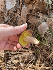 Phylloporus leucomycelinus