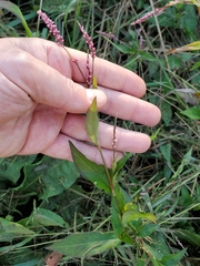 Persicaria longiseta