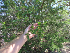 Quercus vaseyana