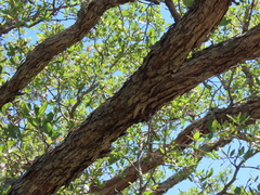 Quercus vaseyana
