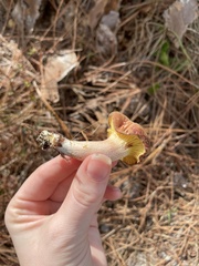 Phylloporus leucomycelinus