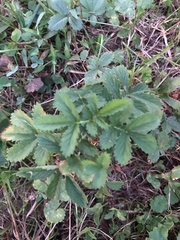 Agrimonia gryposepala