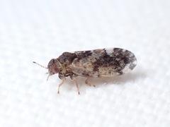 Pachypsylla celtidisvesicula