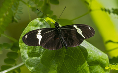 Heliconius clysonymus clysonymus