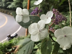 Hydrangea aspera