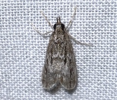 Eudonia strigalis