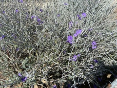 Salvia yangii