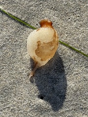 Macrocystis pyrifera