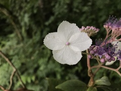 Hydrangea aspera