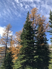 Larix lyallii