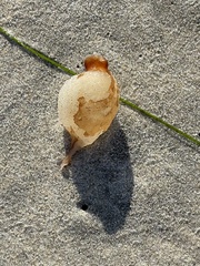 Macrocystis pyrifera