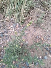 Ambrosia acanthicarpa