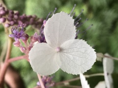 Hydrangea aspera