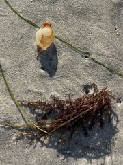 Macrocystis pyrifera