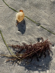 Macrocystis pyrifera