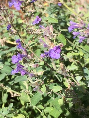 Lamiaceae